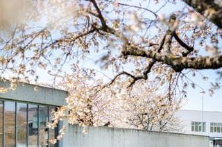Kirschbl�te auf dem Vitra Campus - Japanische Architektur & Teezeremonie (DE)