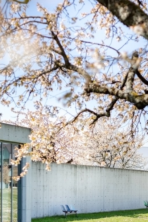 Kirschbl�te auf dem Vitra Campus - Japanische Architektur & Teezeremonie (DE) - Weil am Rhein - 31.03.2026 13:30