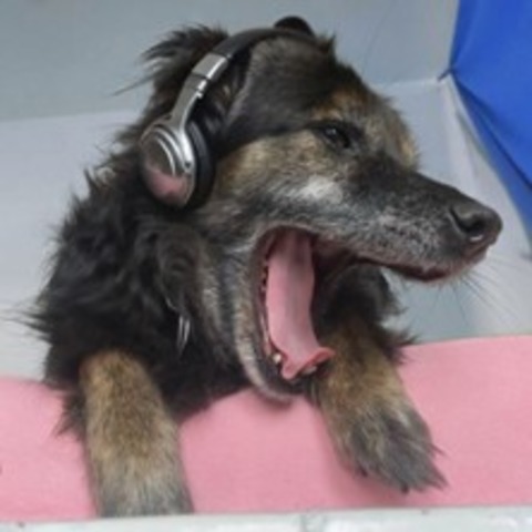 Werkstatt: Knallkrebs, Kuckuck & Co - LEIPZIG - 15.04.2026 20:00