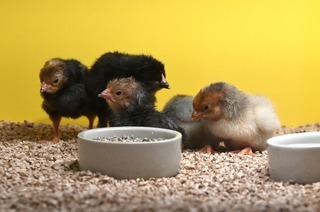 Ab Samstag gibt es wieder flauschige K�ken  im Freiburger Museum Natur und Mensch