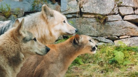 Woodwalkers 2 - Weil am Rhein - 01.03.2026 12:40