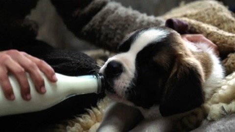 Mein Freund Barry - Frick - 28.02.2026 15:15