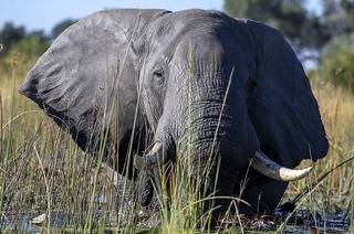 Botswana und das Okavango-Delta sind Teil einer Multivisions-Show im B�rgerhaus am Seepark