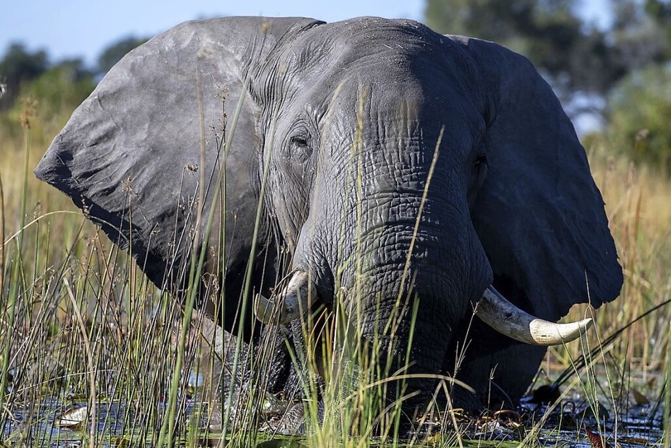 Botswana und das Okavango-Delta sind Teil einer Multivisions-Show im B�rgerhaus am Seepark - Badische Zeitung TICKET