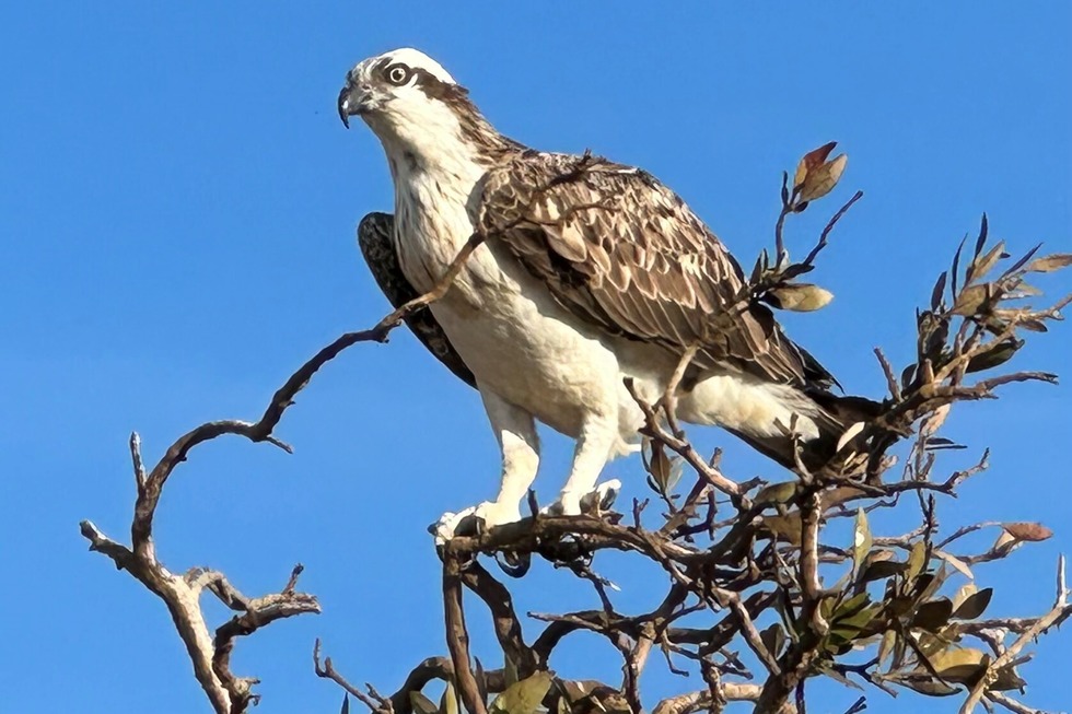 Fischadlerweg - Rheinau