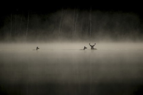 Das Fl�stern der W�lder - Kehl - 05.03.2026 20:00