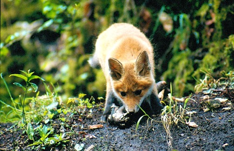 Online: Gef�hrliche W�lder, Zecken und Tollwut - Feldberg - 12.03.2026 19:30