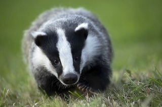 Der international ausgezeichnete Naturfotograf Klaus Echle kommt mit neuer Live Reportage in den Burghof