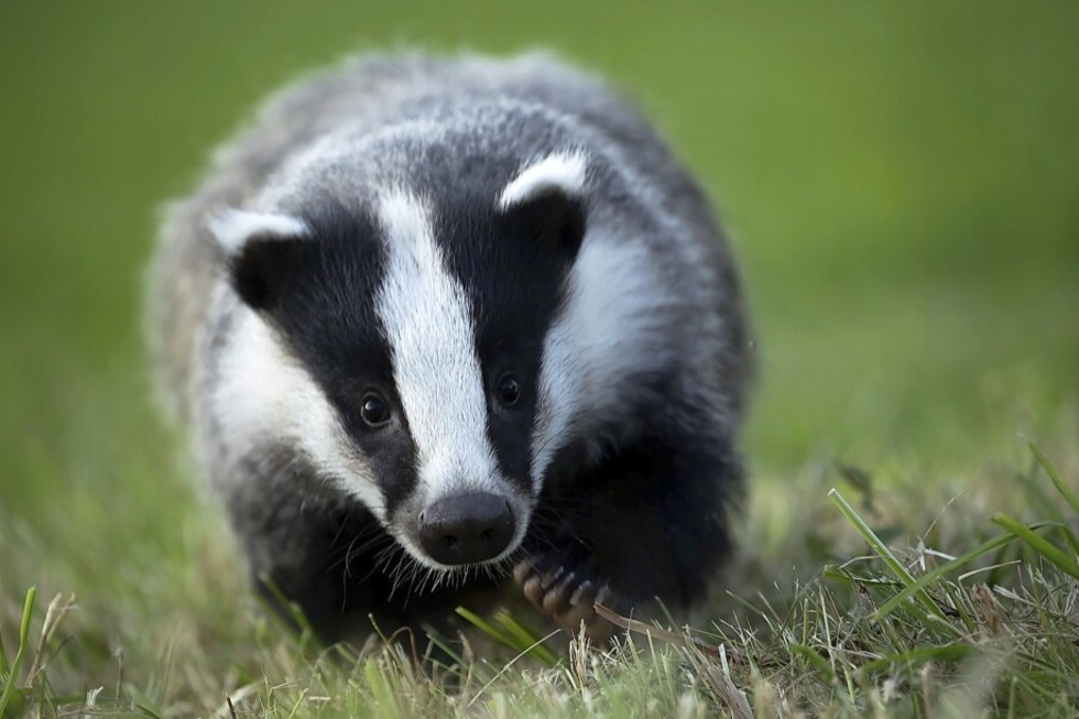 Der international ausgezeichnete Naturfotograf Klaus Echle kommt mit neuer Live Reportage in den Burghof - Badische Zeitung TICKET