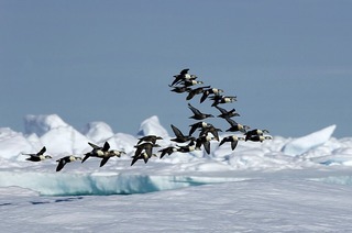 Das Concertino Offenburg pr�sentiert Musik aus Finnland mit Einspielungen arktischer V�gel