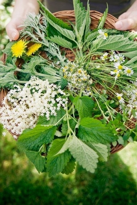 Fr�hlings-Kr�uterwanderung mit Tanja Stingel - Unkraut oder Heilkraut - Albstadt-Onstmettingen - 18.04.2026 14:00