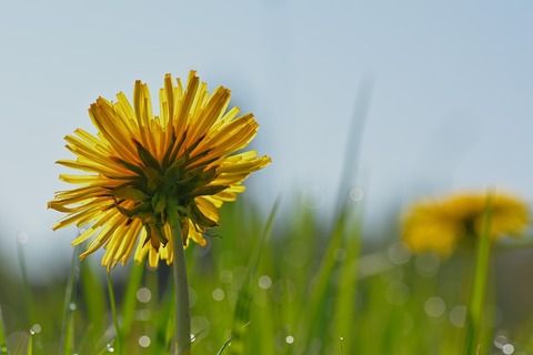 Workshop im Urania Garten: Kultur- und Wildpflanzen in Beeten - Berlin - 23.04.2026 16:00