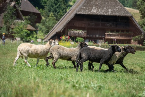 Begegnungen: Von Menschen und Schafen. - Gutach (Schwarzwaldbahn) - 26.04.2026 11:00