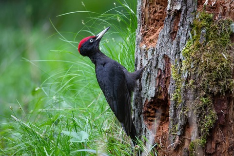 25. Norddeutsche Naturfototage - pr�sentiert von AC Foto - Waren - 08.05.2026 00:00