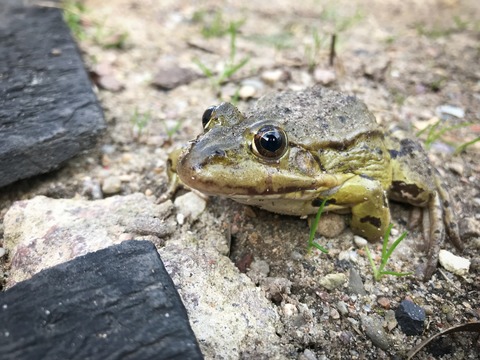 Amphibien - Vortrag mit Sebastian Krage - Prenzlau - 10.04.2026 17:00