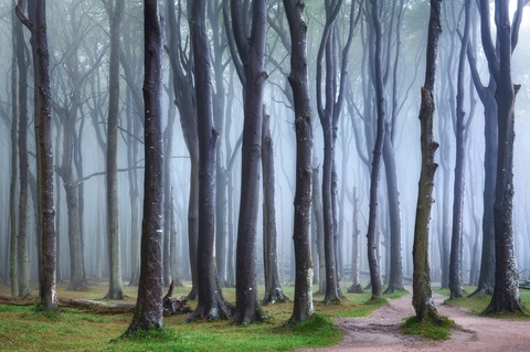 2026 Seminare �horizonte zingst� - Faszination Waldfotografie - Den Wald trotz lauter B�ume sehen - Zingst - 03.06.2026 10:00