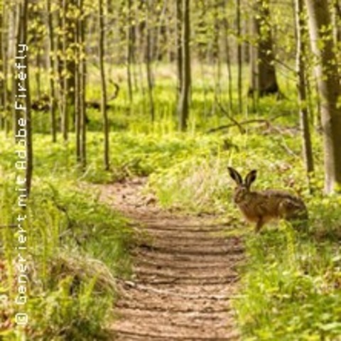 Natur entdecken - Ostern erleben - Familienwanderung durch die Rostocker Heide - GRAAL-M�RITZ - 04.04.2026 10:30