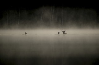 Das Fl�stern der W�lder