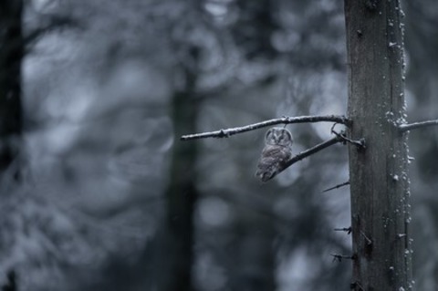 Das Fl�stern der W�lder - M�llheim - 20.03.2026 19:30