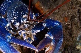 Die wilde Nordsee - Natur, die sich nicht z�hmen l�sst