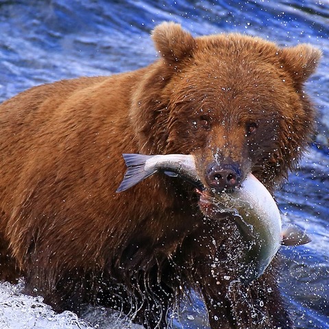 Alaska und der S�dwesten der USA - Coswig - 24.01.2027 18:00