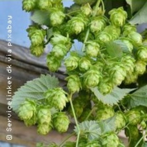 F�r Gruppen - Brauh�user & K�lschkultur - K�LN - 09.07.2026 18:11