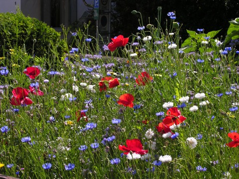 Mein Garten kann mehr. Auftaktveranstaltung - Ettenheim - 15.04.2026 18:00