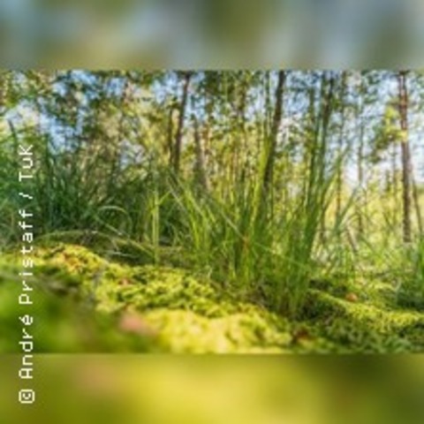 Moorwanderung mit Dr. Hans Hartmeyer - GRAAL-M�RITZ - 29.09.2026 10:00