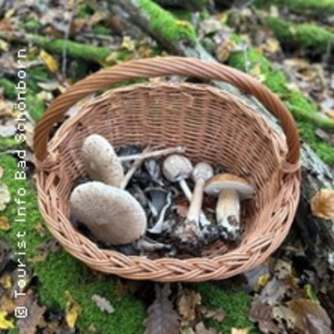 Bad Sch�nborner Pilzlehrwanderung - Bad Sch�nborn - 25.10.2026 10:00