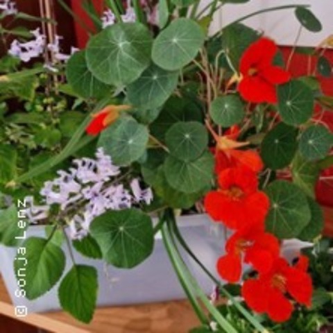 Kr�uter Kochkurs - Stuttgart - 05.05.2026 18:00