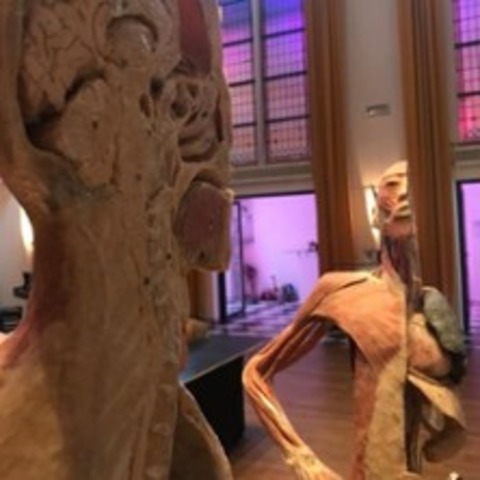 K�rper Sonderausstellung - INGOLSTADT - 30.04.2026 11:00