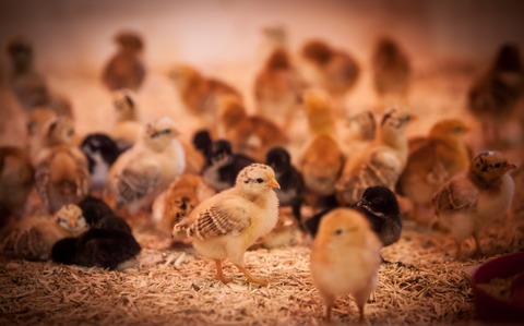 Osterferienprogramm - Gutach (Schwarzwaldbahn) - 03.04.2026 11:00