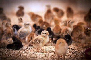 Das Schwarzw�lder Freilichtmuseum Vogtsbauernhof in Gutach bietet in den Osterferien ein buntes Ferienprogramm.