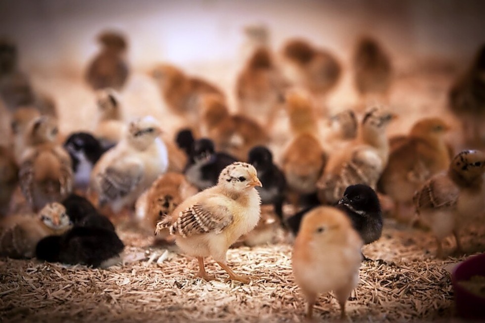 Das Schwarzw�lder Freilichtmuseum Vogtsbauernhof in Gutach bietet in den Osterferien ein buntes Ferienprogramm. - Badische Zeitung TICKET