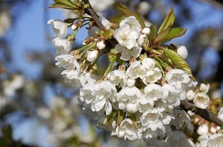 Kirschbl�te auf dem Vitra Campus