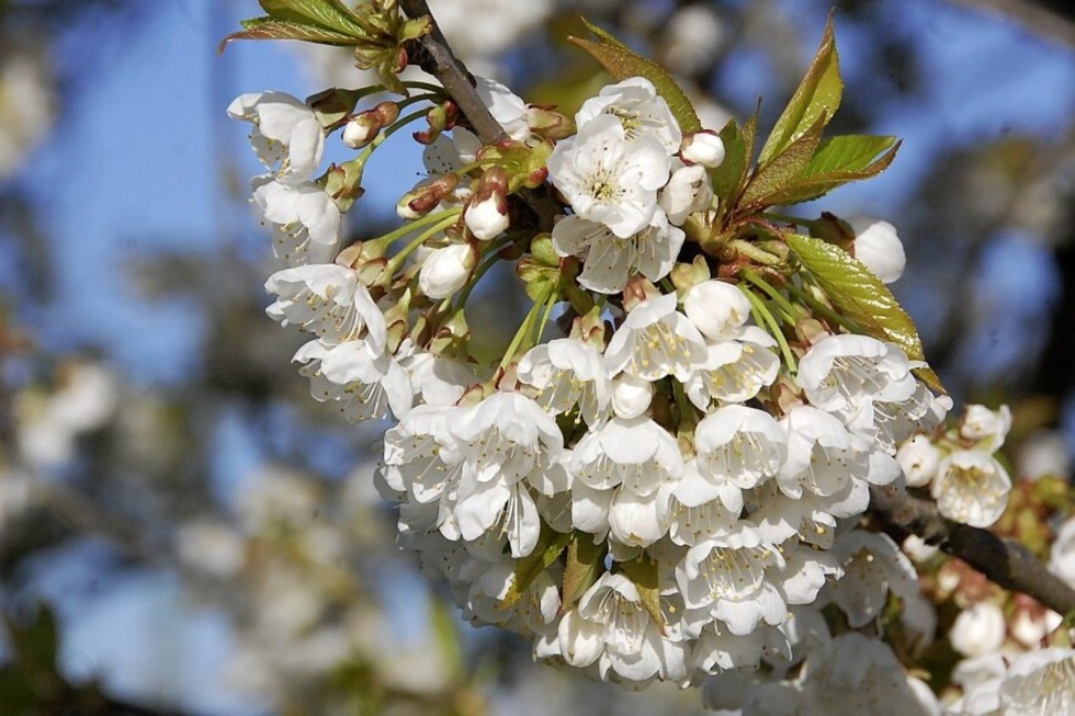 Kirschbl�te auf dem Vitra Campus - Badische Zeitung TICKET
