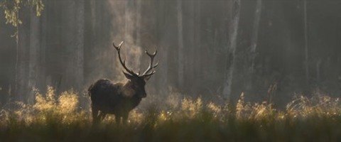 Das Fl�stern der W�lder - M�llheim - 14.04.2026 19:30