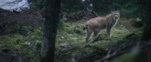 Das Fl�stern der W�lder - Emmendingen - 29.04.2026 19:00