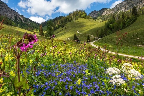 Alpenbl�tenwanderung - Ruhpoldings wundersch�ne Alpen-Flora entdecken - Ruhpolding - 28.05.2026 08:30