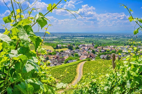 Weinwanderung rund um Tiergarten. - Oberkirch - 14.05.2026 10:00