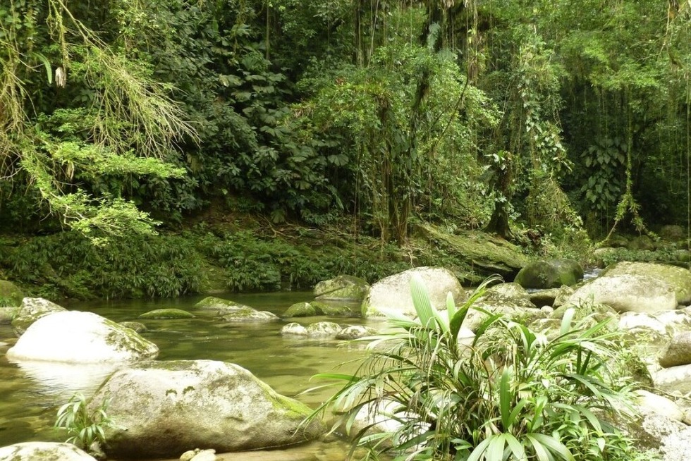 Im Waldhaus Freiburg dreht sich im Rahmen der Reihe „W�lder der Welt“ alles um Kolumbien - Badische Zeitung TICKET
