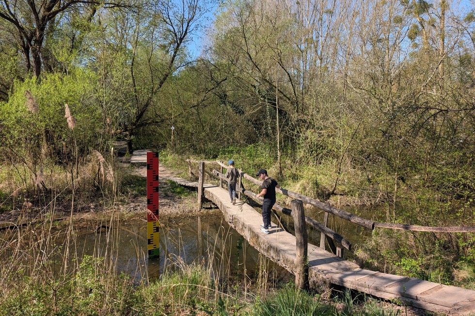 Auenwildnispfad (Altenheim) - Neuried