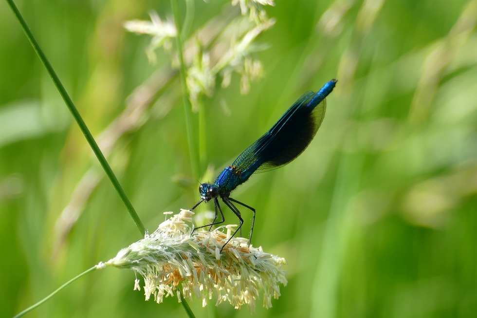 Rundwanderung im Illwald - Schlettstadt