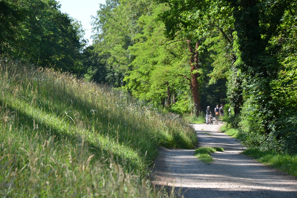 Rheinauenweg (Burkheim) - Vogtsburg