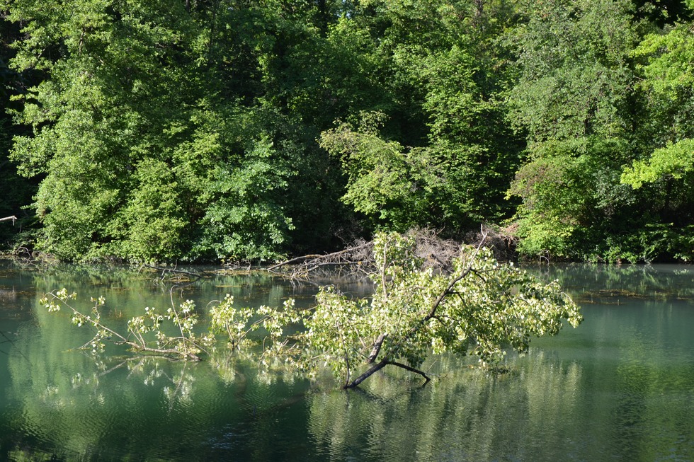 Rheinauenweg (Burkheim) - Vogtsburg
