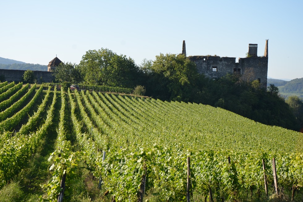 Rheinauenweg (Burkheim) - Vogtsburg