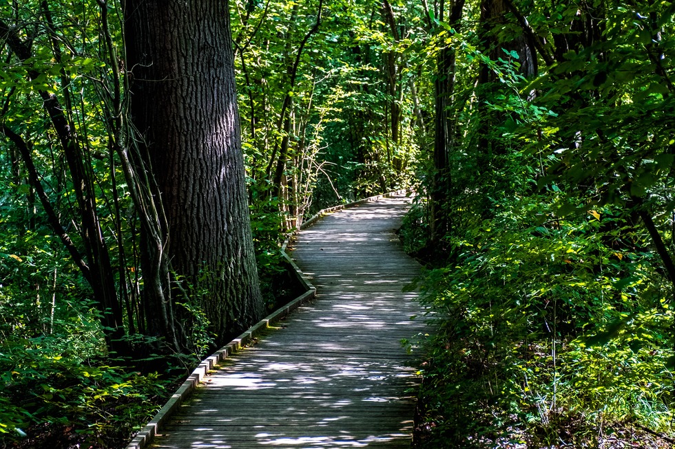 Rundweg Petite Camargue Alsacienne - Saint-Louis