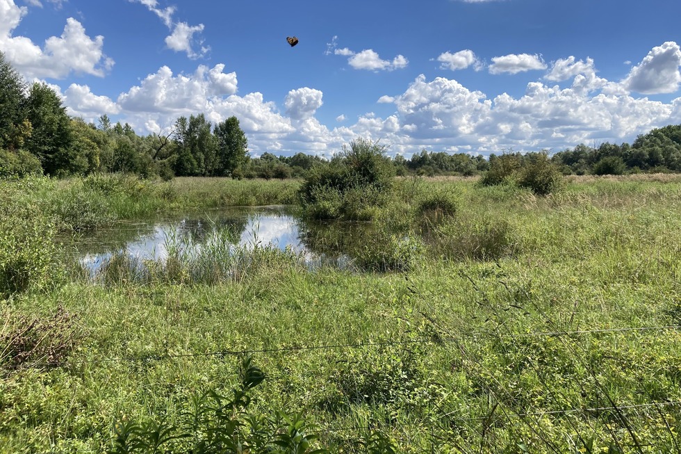 Rundweg Petite Camargue Alsacienne - Saint-Louis
