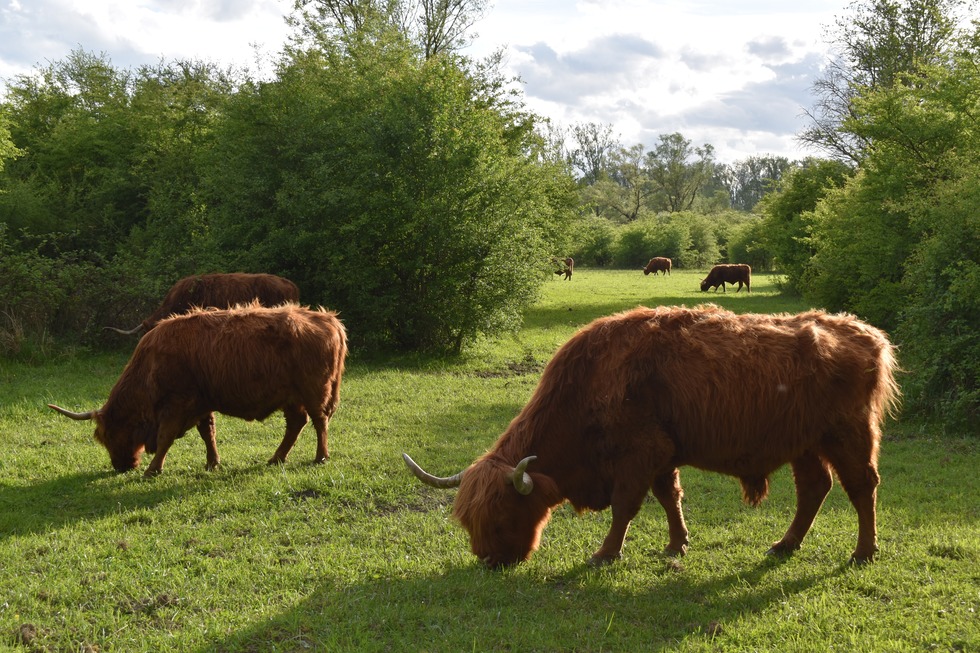 Rundweg Petite Camargue Alsacienne - Saint-Louis