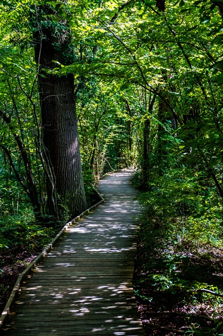 Rundweg Petite Camargue Alsacienne - Saint-Louis
